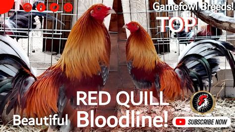 Top Red Dalusapi Gamefowl Breeds Showing .